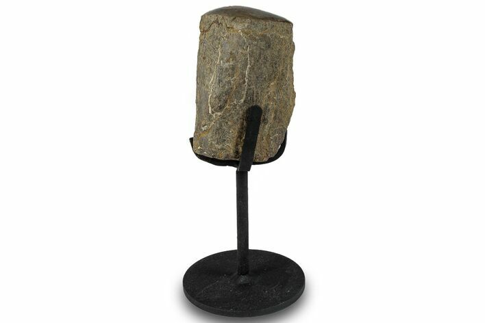 Polished Fossil Theropod Rib Section w/ Metal Stand - Gembone #294831